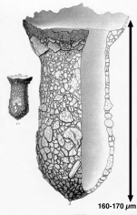 Tintinnopsis dadayi var. loricata Brandt 1906