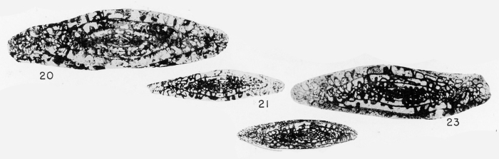 Dunbarinella milleri Kauffman &amp; Roth, 1966