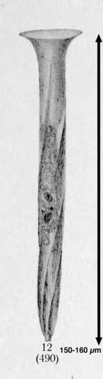 Tintinnus acuminatus var. altiplicata Merkle, 1910