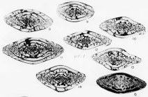 Triticites jacksboroensis Kauffman & Roth, 1966
