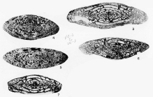 Triticites grishamae Kauffman & Roth, 1966