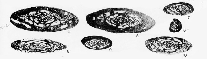 Triticites pierceae Kauffman &amp; Roth, 1966