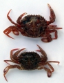 Crustacea (crustaceans)