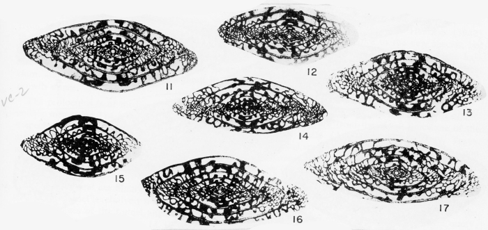 Triticites lepidus Kauffman &amp; Roth, 1966