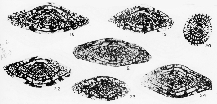 Triticites jeffordsi Kauffman &amp; Roth, 1966