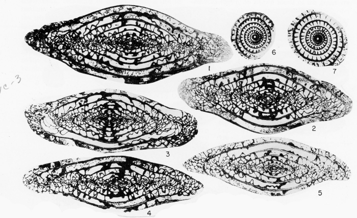 Triticites imperalis Kauffman & Roth, 1966 Triticites imperalis Kauffman & Roth, 1966