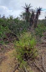 Baccharis vanessae (Asteraceae: Astereae, Baccharidinae)