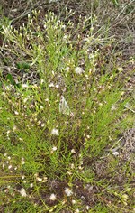 Baccharis vanessae (Asteraceae: Astereae, Baccharidinae)