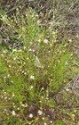 Baccharis vanessae (Asteraceae: Astereae, Baccharidinae)