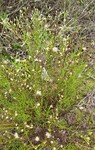 Baccharis vanessae (Asteraceae: Astereae, Baccharidinae)