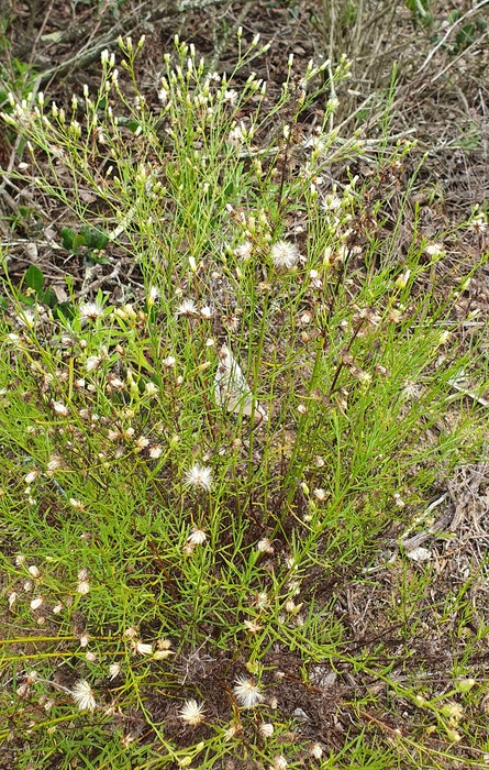 Baccharis vanessae (Asteraceae: Astereae, Baccharidinae) Baccharis vanessae (Asteraceae: Astereae, Baccharidinae)