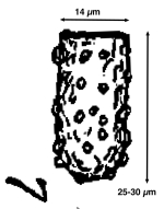 Tintinnopsis karajacensis var. minutus Wailes 1925