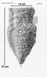 Tintinnopsis parvula Jörgensen, 1912
