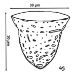 Tintinnopsis petasa Hada, 1970