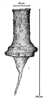 Tintinnopsis prowazeki Faria & Cunha, 1917