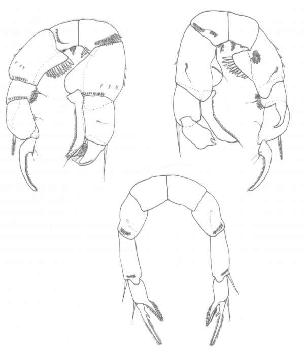 euryhalinus P5 euryhalinus P5