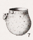 Tintinnopsis rara Kofoïd &amp; Campbell, 1939