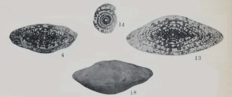 Fusulina euryteines Thompson, 1934