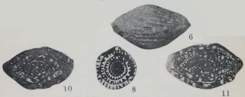 Fusulina pumila Thompson, 1934