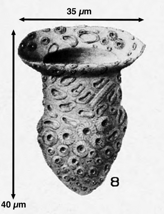 Tintinnopsis ornata Kogoid & Campbell 193 Tintinnopsis ornata Kogoid & Campbell 193