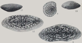 Fusulina lucasensis Thompson, 1934