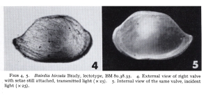Lectotype of Bairdia hirsuta Brady, 1880 (from Puri & Hulings, 1976, PI. 4, figs 4, 5)
