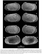 Poseidonamicus hunti Brandão & Päplow, 2011