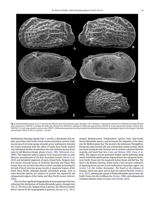 Holotype and paratypes of Neohornibrookella nepeani Warne &amp; Whatley, 2016 (Warne &amp; Whatley, 2016, Fig. 6)