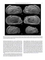 Holotype and paratypes of Neohornibrookella nepeani Warne & Whatley, 2016 (Warne & Whatley, 2016, Fig. 6)