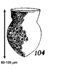 Codonella acuta Kofoid & Campbell, 1929