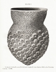 Codonella acuta Kofoid & Campbell, 1929