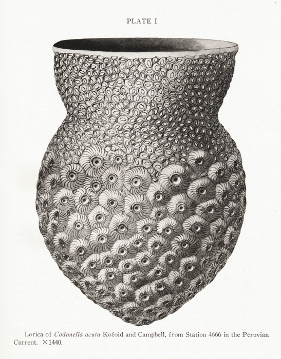 Codonella acuta Kofoid & Campbell, 1929 Codonella acuta Kofoid & Campbell, 1929
