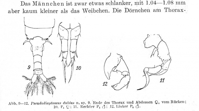 dubius male & female