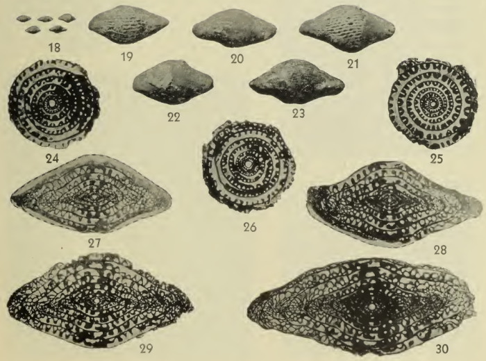 Fusulina illinoisensis Dunbar & Henbest, 1942 Fusulina illinoisensis Dunbar & Henbest, 1942