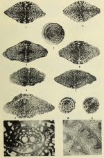Fusulina illinoisensis Dunbar & Henbest, 1942