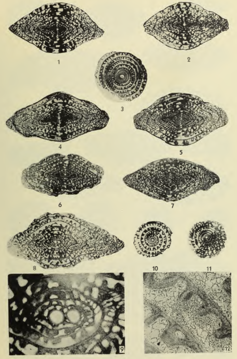 Fusulina illinoisensis Dunbar & Henbest, 1942 Fusulina illinoisensis Dunbar & Henbest, 1942