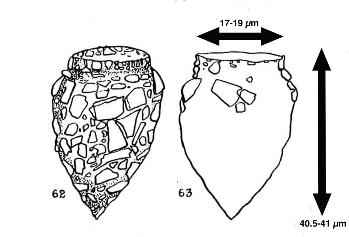 Tintinnopsis turbinata Balech, 1948