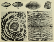 Wedekindellina ellipsoides Dunbar & Henbest, 1942
