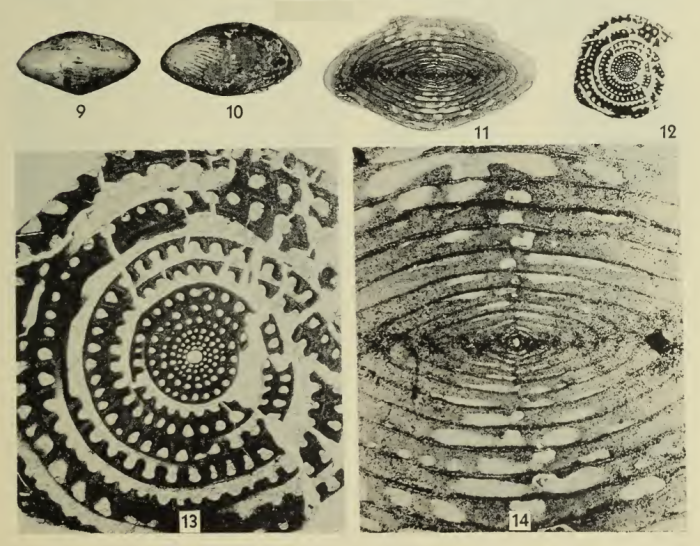 Wedekindellina ellipsoides Dunbar &amp; Henbest, 1942