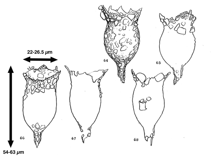 Tintinnopsis uruguayensis Balech, 1948 Tintinnopsis uruguayensis Balech, 1948