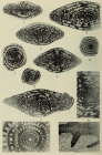 Triticites callosus Dunbar & Henbest, 1942