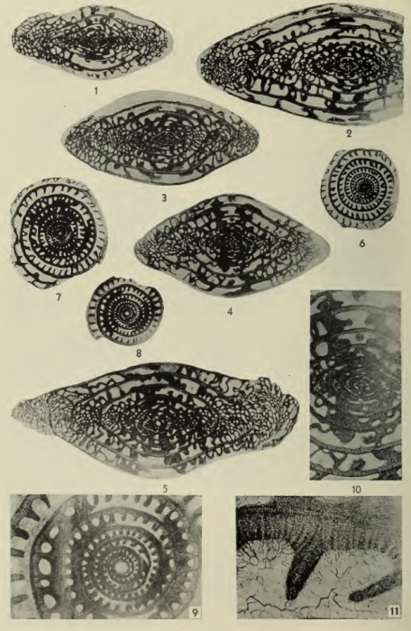 Triticites callosus Dunbar &amp; Henbest, 1942
