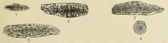 Triticites pauper Dunbar & Henbest, 1942