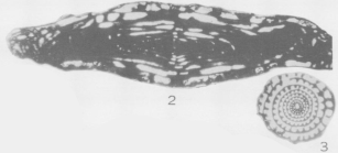 Wedekindia henbesti Skinner, 1931