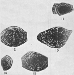 Fusulina novamexicana Needham, 1937