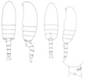 Crustacea (crustaceans)