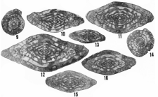 Fusulina hayensis Ross & Sabins, 1965