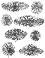 Beedeina joyitaensis Stewart, 1970