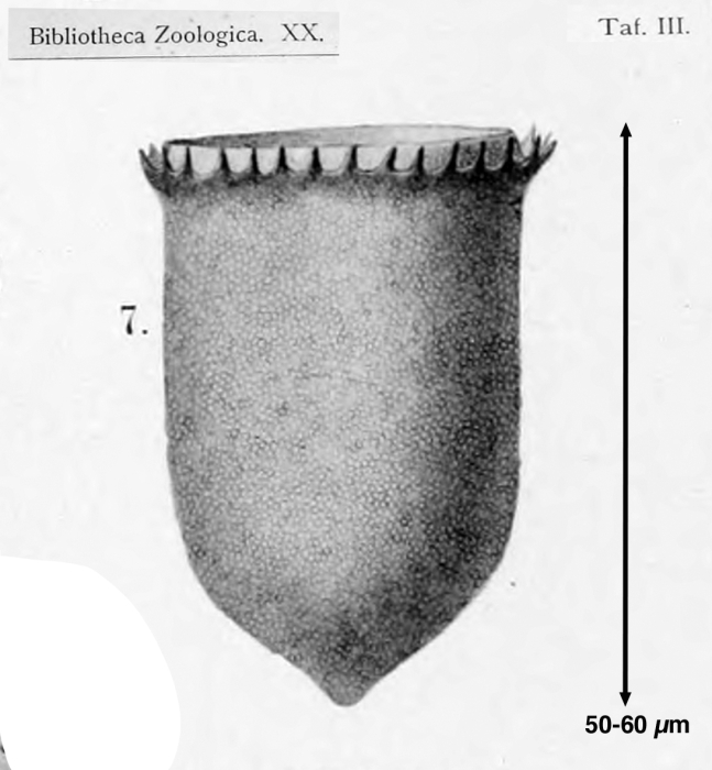 Tintinnus gracilis Brandt, 1896 Tintinnus gracilis Brandt, 1896