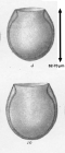 Undella claparedei var. globosa Brandt, 1906